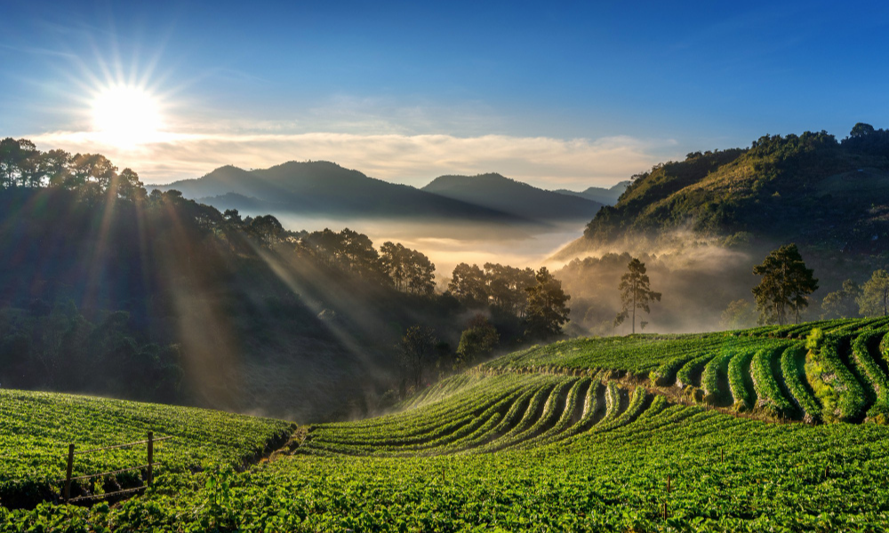 green landscapes