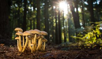 Why Mushroom Hunters Flock to This Hidden National Park