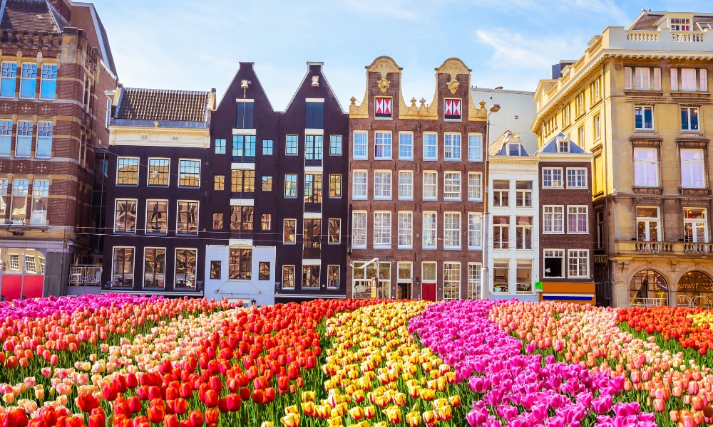 Tulips in the Netherlands