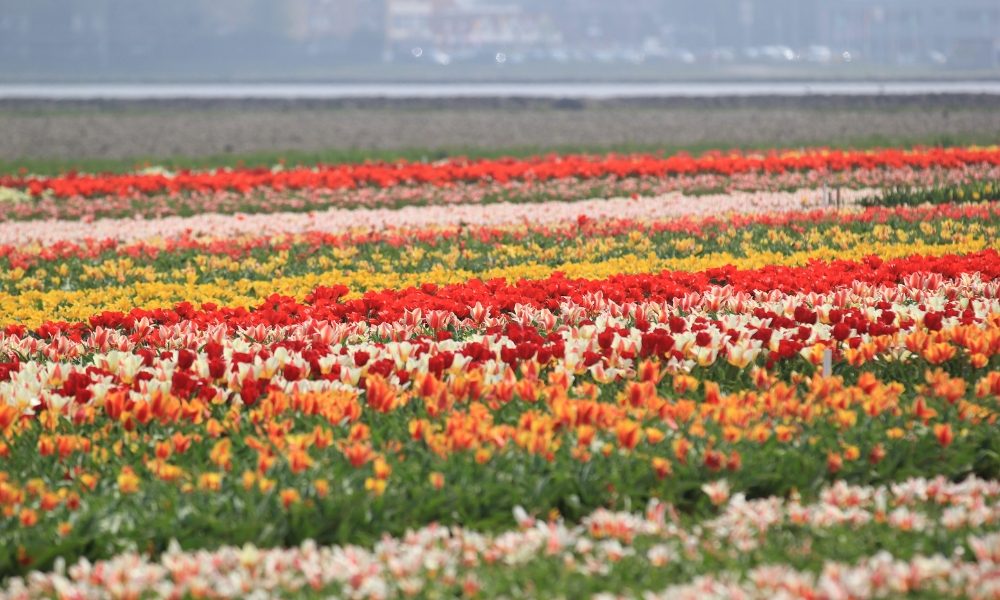 Exploring the tulip fields