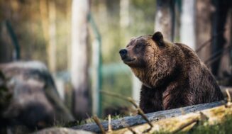 Top Travel Destination for Wildlife Encounters in Europe