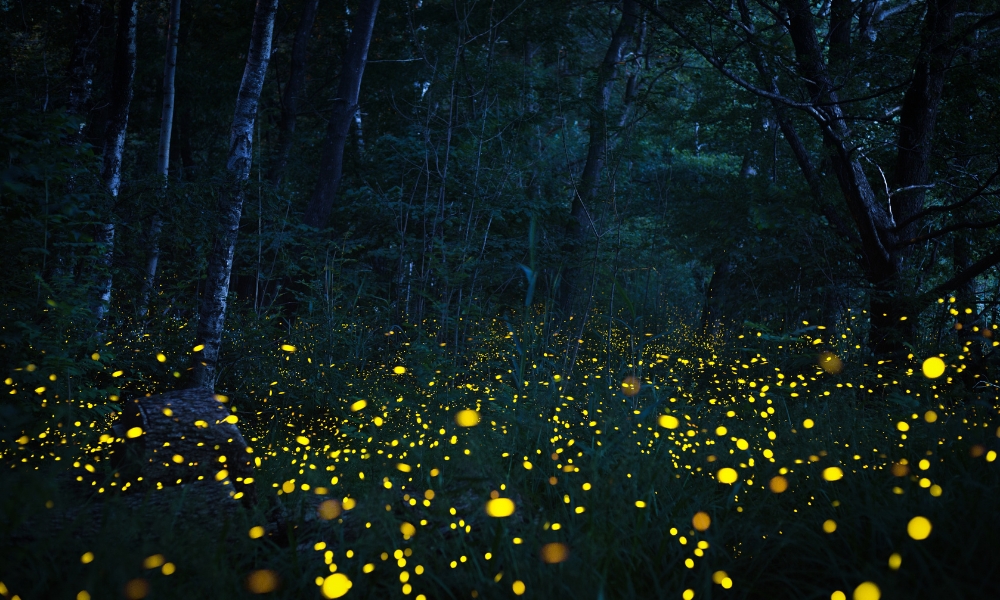 Glowworms Lighting Up The Forest