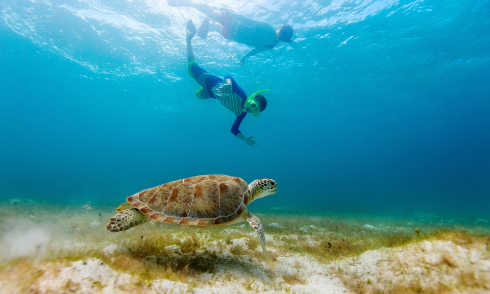 Sea turtle swimming Barbados