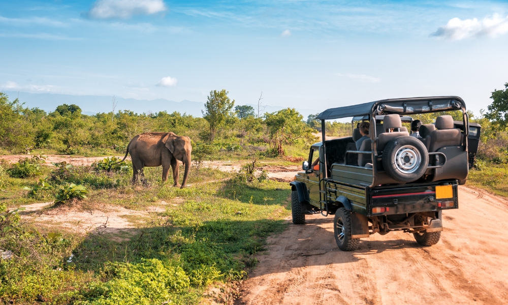 yala national park safari