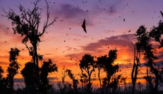 Kasanka Bat Migration in Zambia’s Wild Heart
