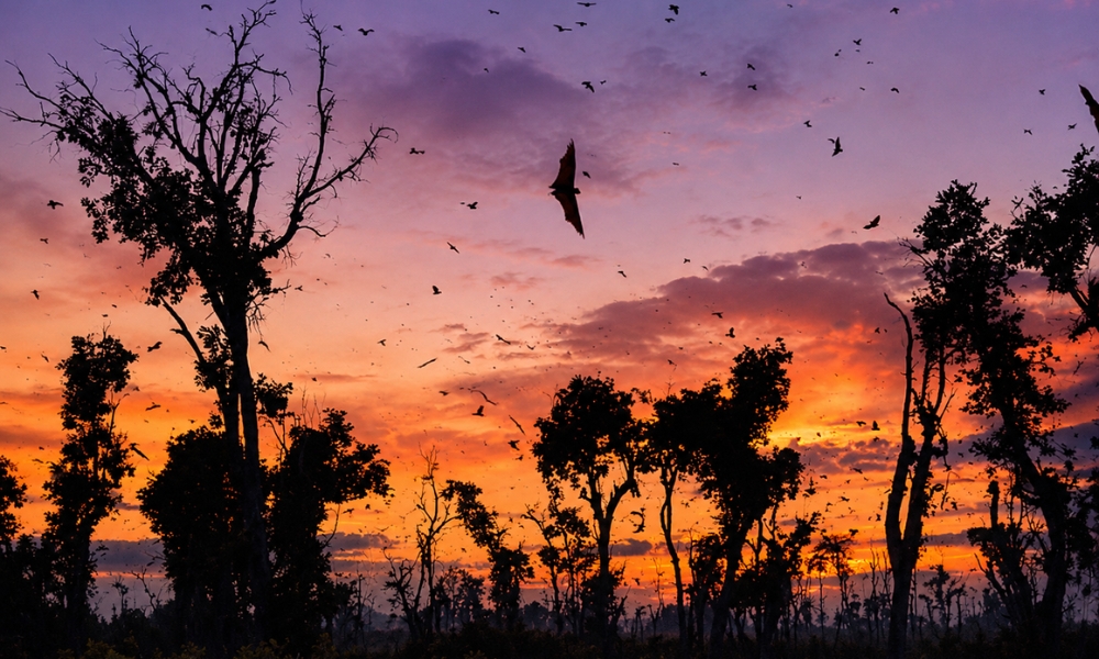 Kasanka Bat Migration