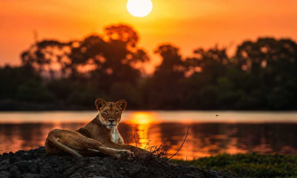 Wildlife migration